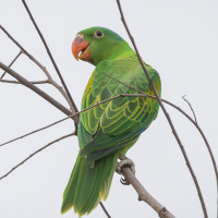 Blue-naped Parrot